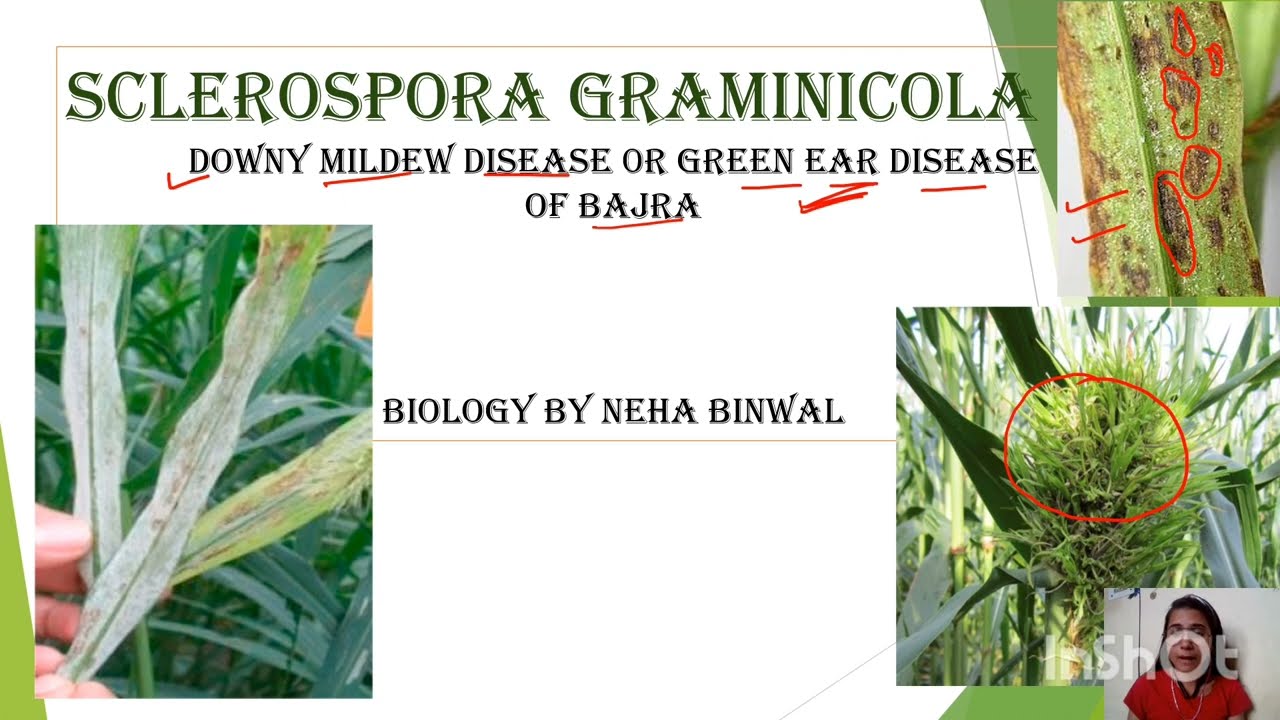 Sclerospora Graminicola Downy mildew or Green ear disease of Bajra l Biology By Neha Binwal