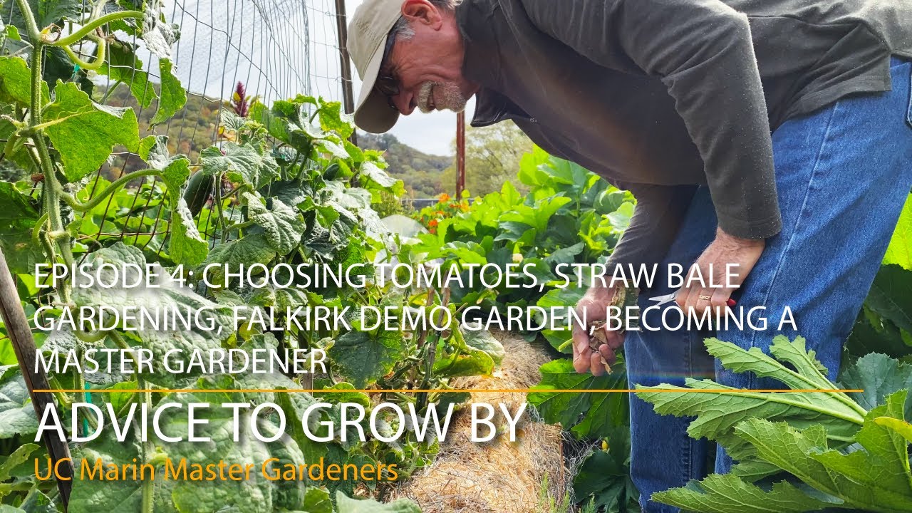 Advice to Grow By Ep 4:  Choosing Tomatoes, Straw Bales, Falkirk Garden, Master Gardener Training