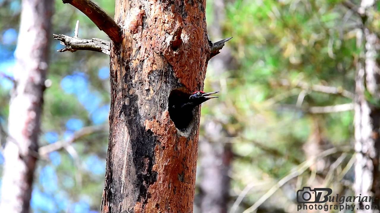 Black Woodpecker