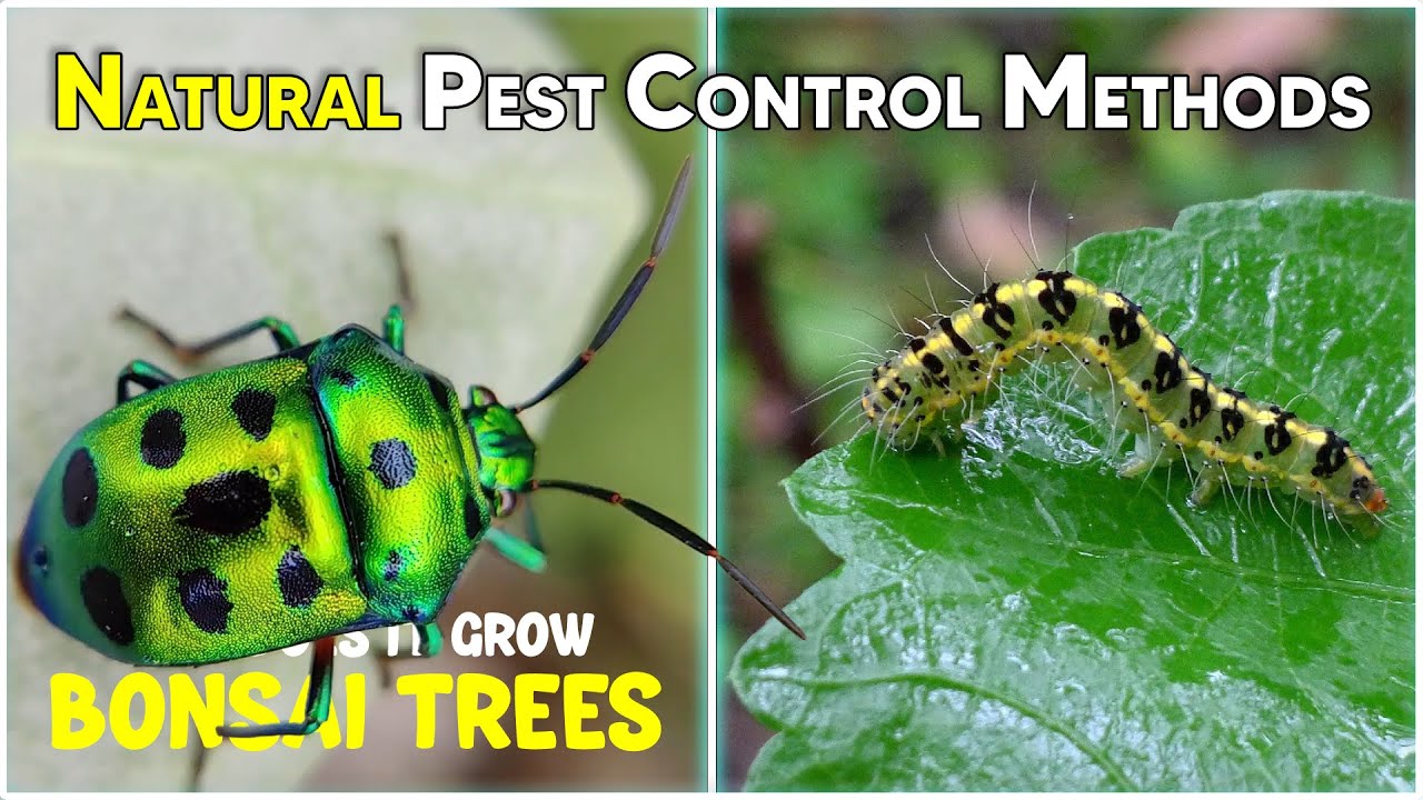 Natural Pest Control Secrets You Need To Know | Organic Pest Control Methods