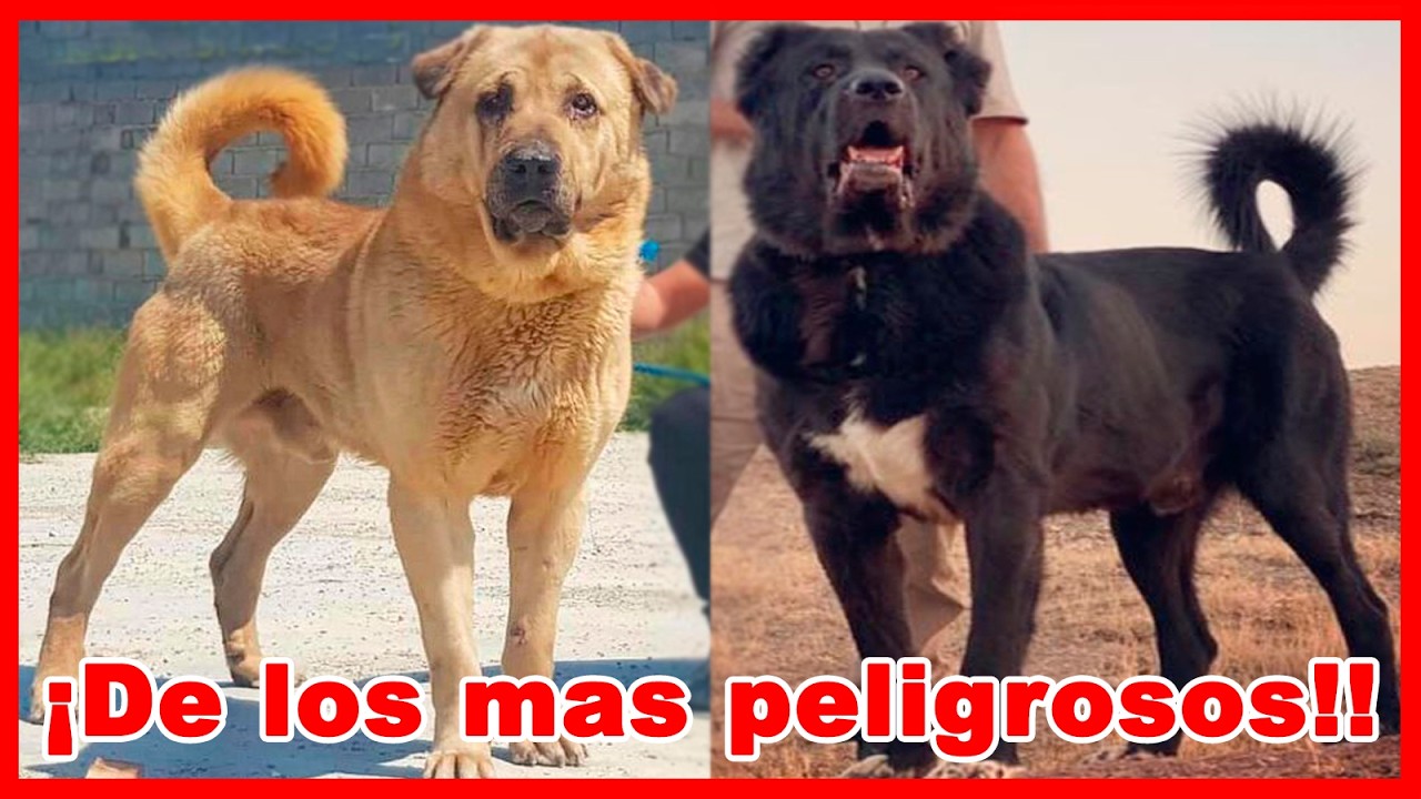 Top 8 perros más PELIGROSOS que no CONOCES