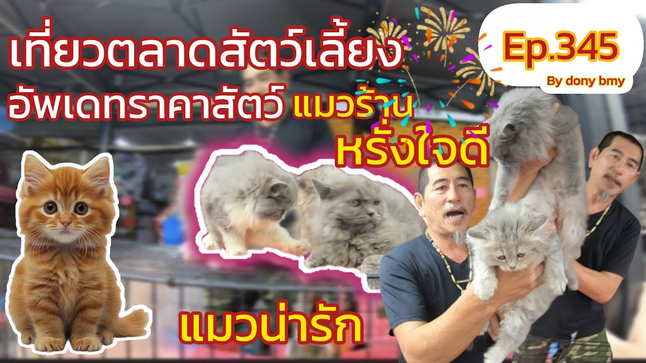 เที่ยวตลาดสัตว์เลี้ยง Ep.345 🐯🐱 อัพเดทราคาแมวร้านพี่หรั่งใจดี| #จตุจักร #แมว #แมวน่ารัก #catlover 