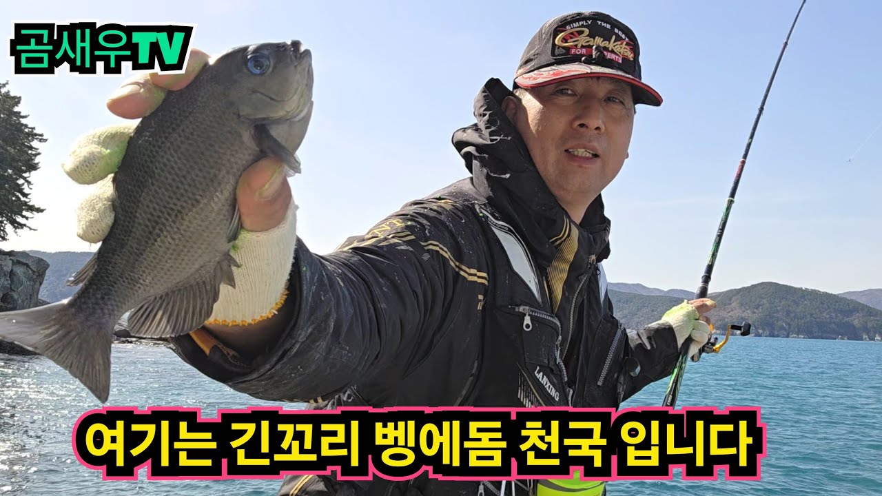 가장 확실한 긴꼬리벵에돔 포인트. 긴꼬리벵에돔 양식장. 벵에돔 과 긴꼬리벵에돔 탐사 성공 