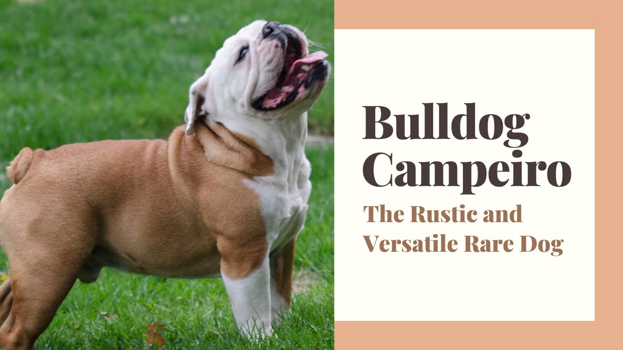 Bulldog Campeiro - The Rustic and Versatile Rare Dog