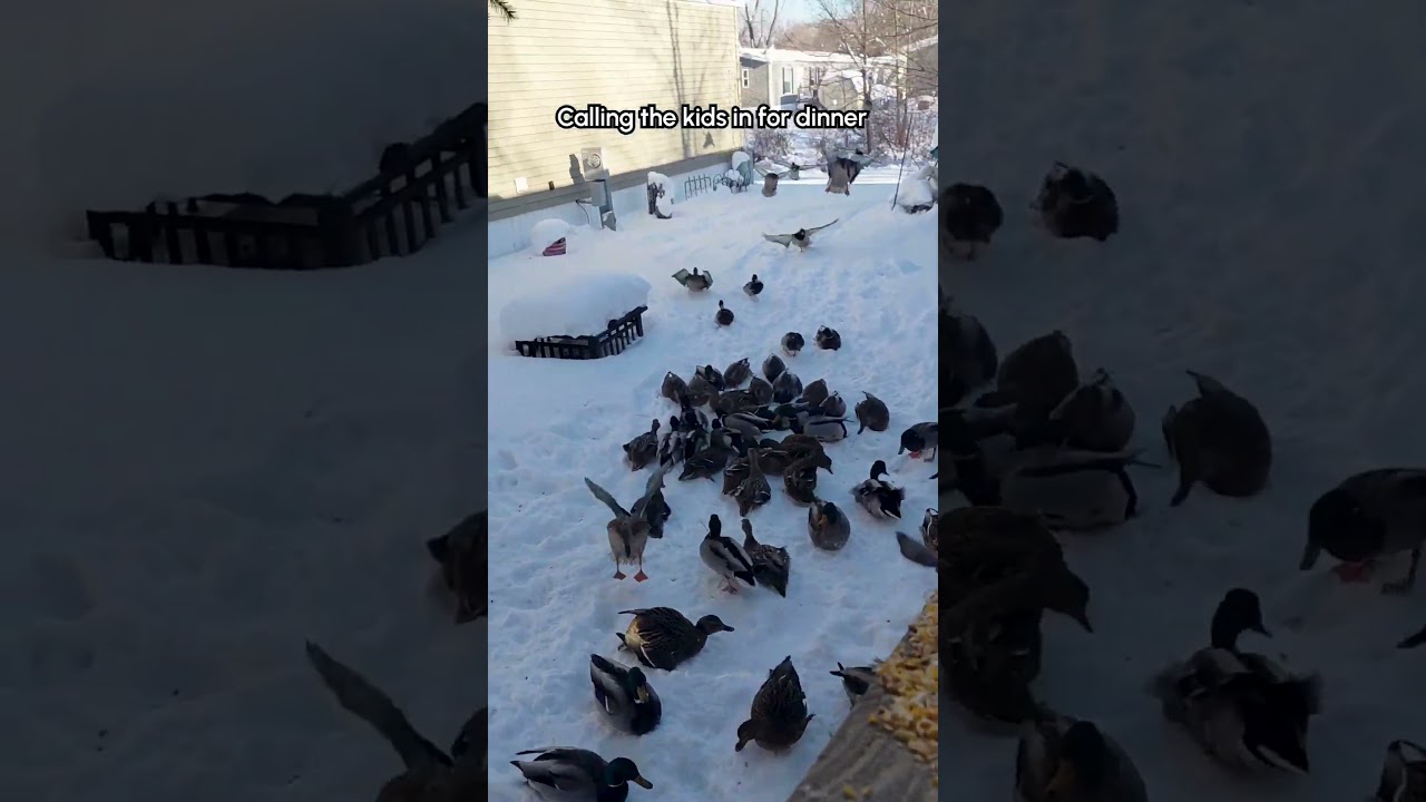 Czyż nie są urocze?