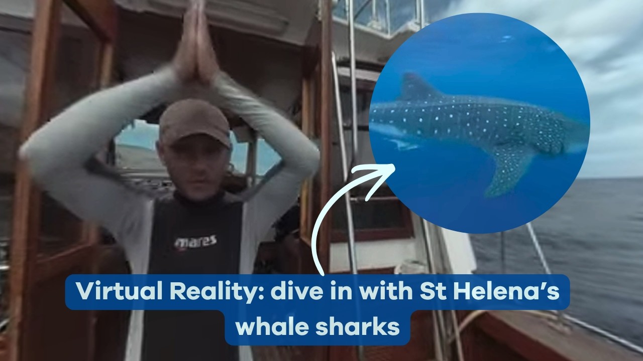 Meet St Helena Whale Sharks 360 VR