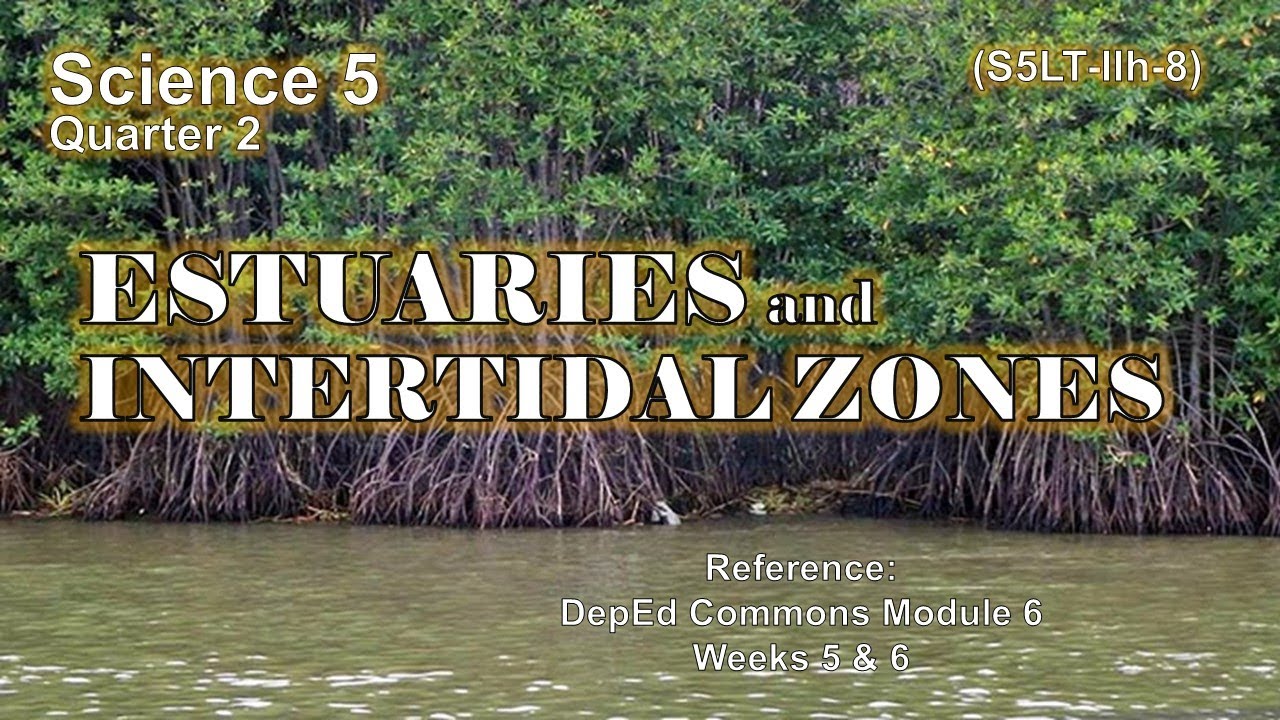 SCIENCE 5 – QUARTER 2 – Week 5 & 6 │ ESTUARIES and INTERTIDAL ZONES │ DepEd Commons Module 6