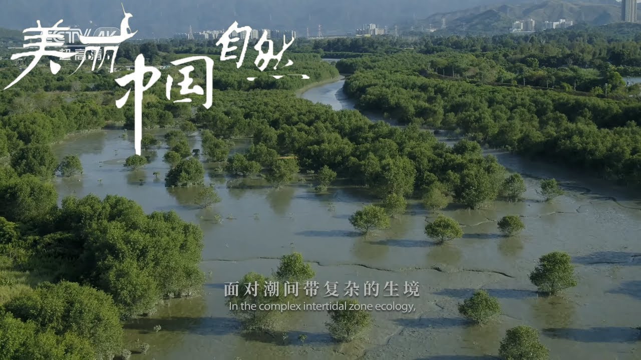 【ENG】红树林缘何不&ldquo;红&rdquo;？是这些忠诚的卫士日夜守护着中国香港《美丽中国自然》紫荆白莲系列 【CCTV纪录】