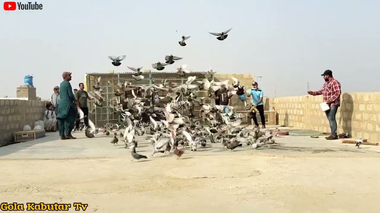 28 Kabutar Agaye || Shouq ka 4rth Day || Abid Khalifa V/S Najo Khalifa.. 😲