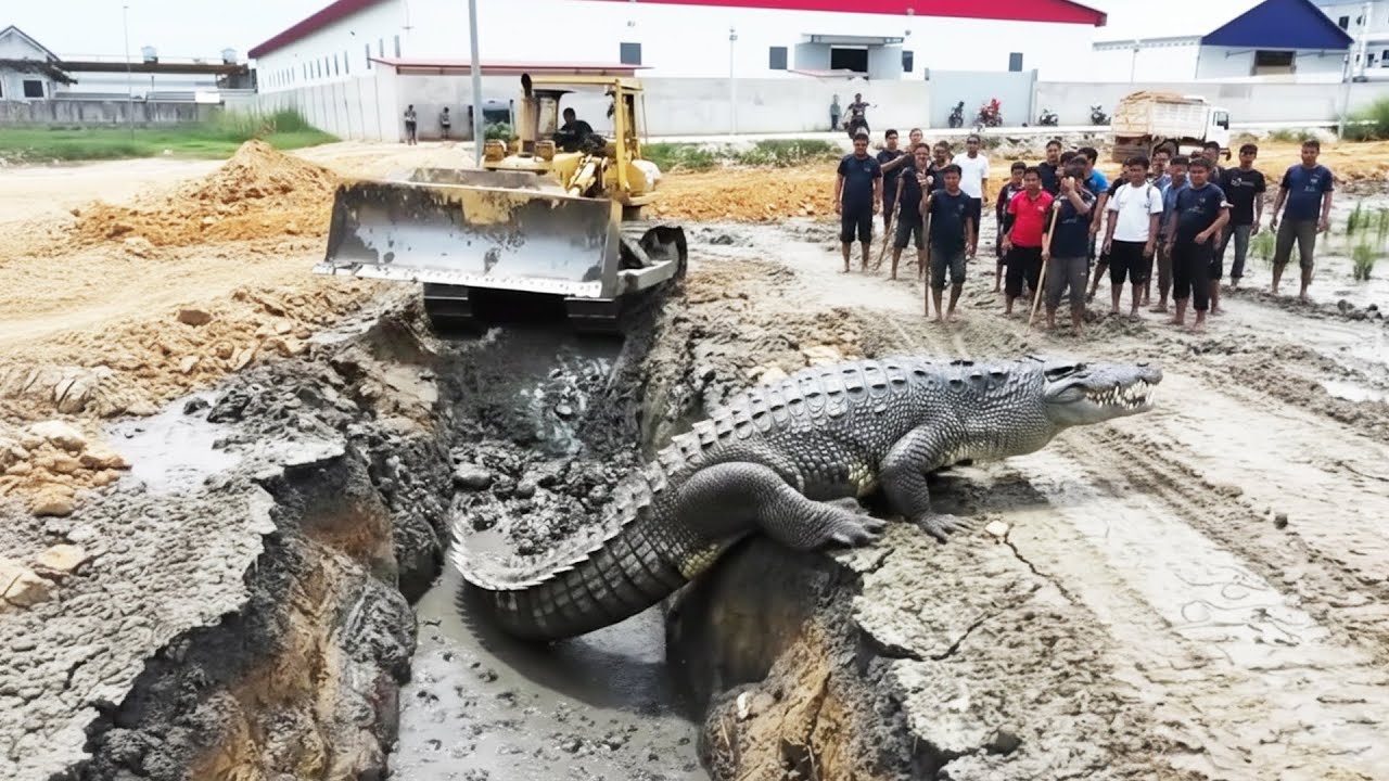 OMG!! UNBELIEVABLE! 😱 Bulldozer vs Big Crocodile in Extreme Muddy Field | Operator Skills