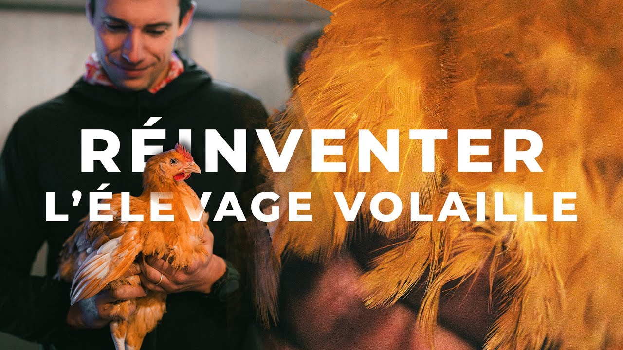 POULET F&Eacute;ROCE : partir d'une page blanche 🐓
