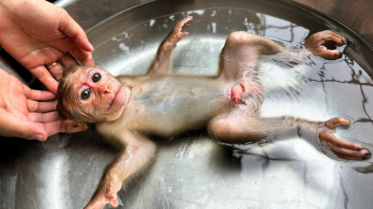 Baby monkey Kaki and his daily routine. So adorable!
