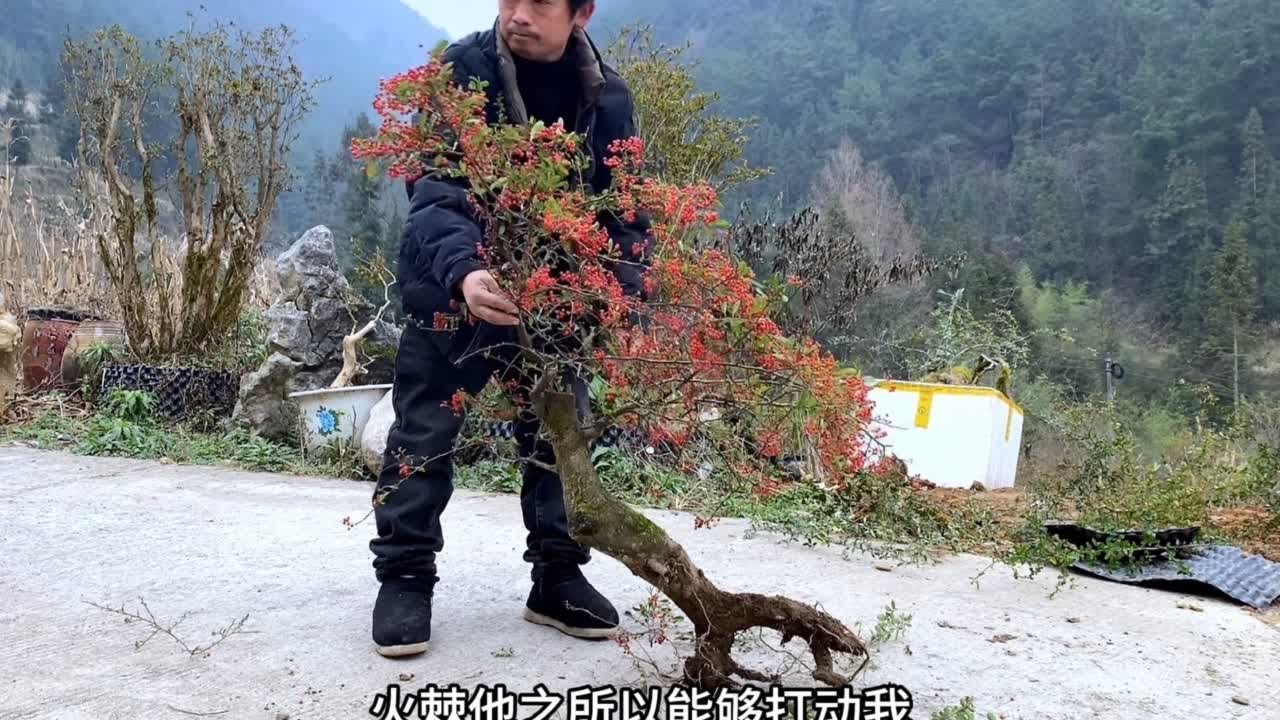 #我的乡村生活 #火棘盆景 。火棘为什么能做盆景？