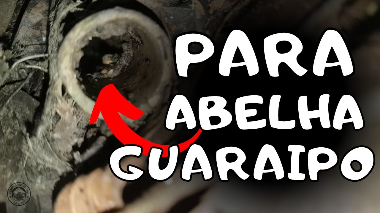 COMO FAZER NINHO ISCA PARA GUIARAIPO / Como Fazer Ninho Isca Para Abelha De Solo