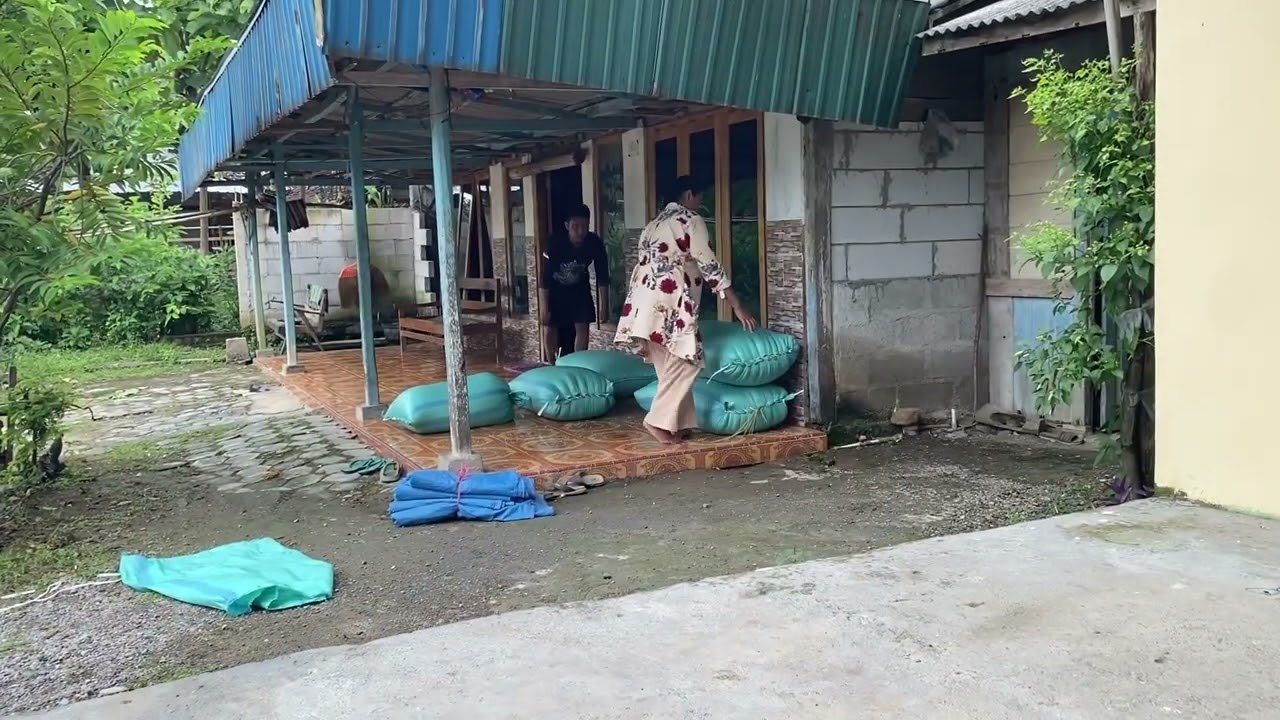 WAYAHE MAK NGATEMI PANEN ISUK2 GABAHE WES DITERKE KARO TUKANG COMBY