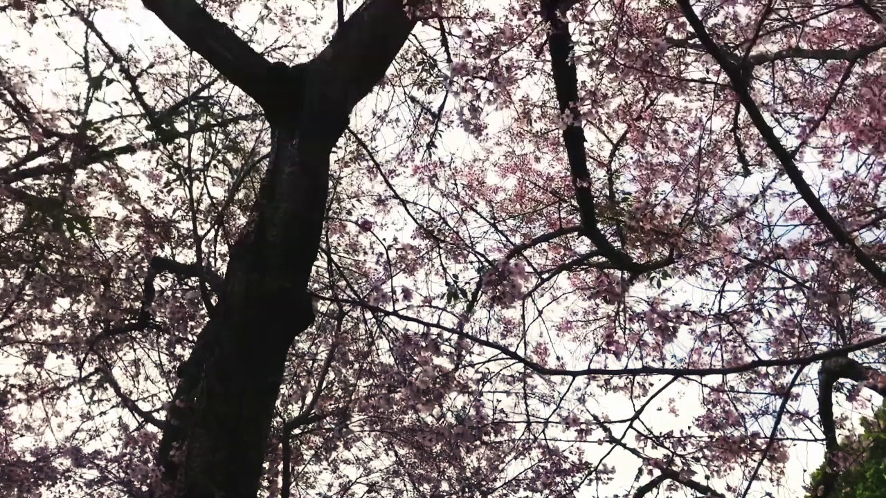 Cherry Bloosom Show at Cornwall Park 2019
