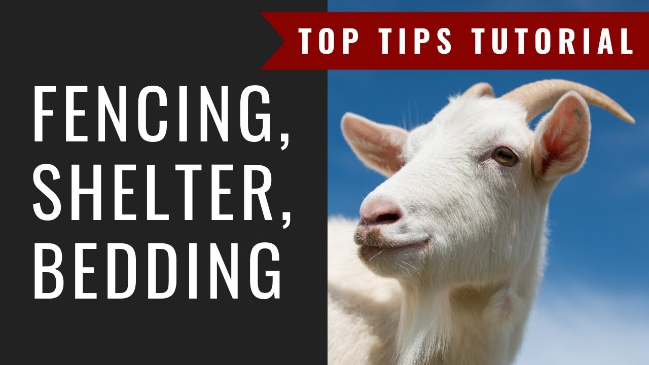 Goat Fencing, Shelter and Bedding: Top Tips! Day 1: Prepare for Goats 5-Day Challenge