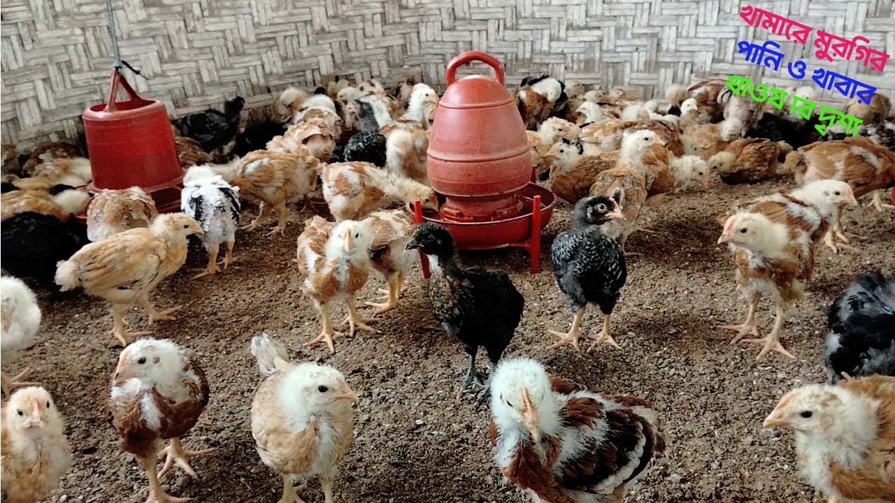 খামারে মুরগির পানি ও খাবার খাওয়ার দৃশ্য Farming World BD