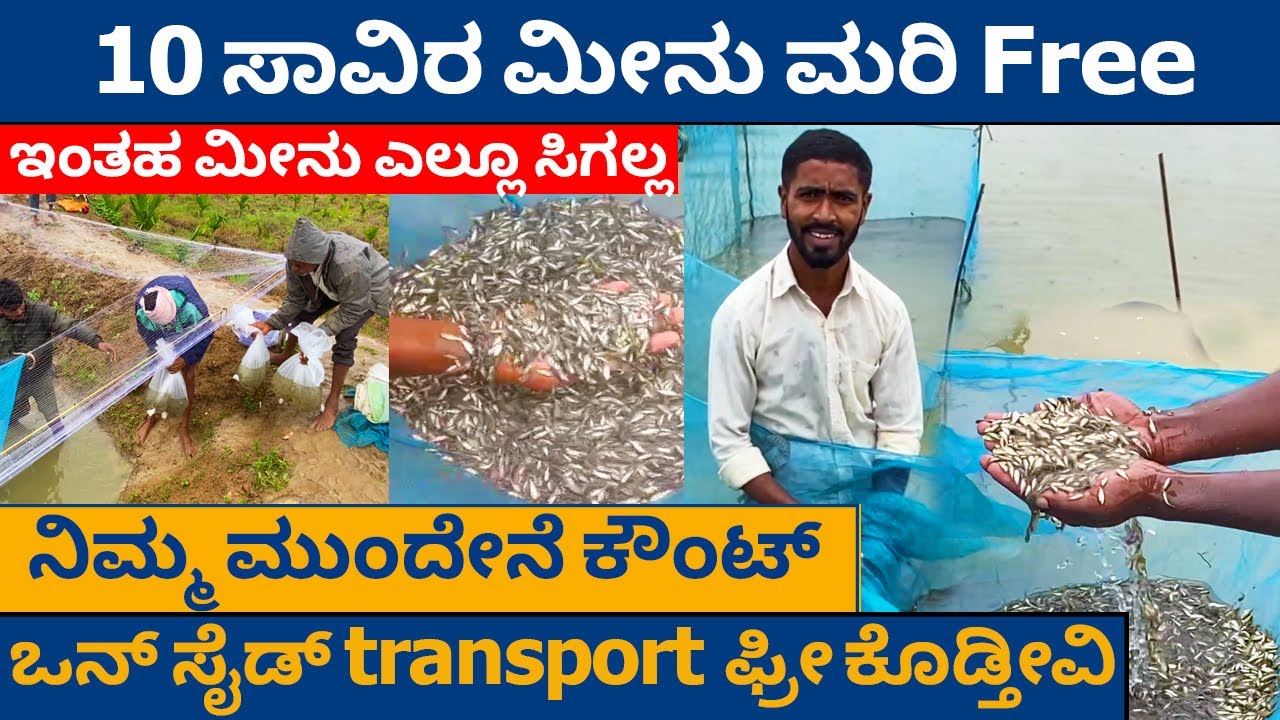 10 ಸಾವಿರ ಮೀನು ಮರಿ ಫ್ರೀ | ಒನ್ ಸೈಡ್ transport ಫ್ರೀ ಕೊಡ್ತೀನಿ | Fish Farming in Kannada Katla Gouri fish