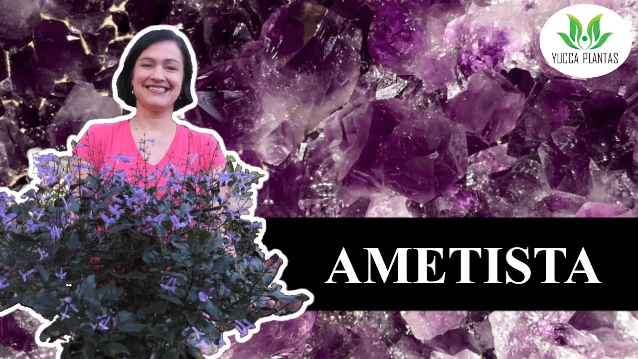 LINDA PLANTA AMETISTA - Aprenda a cuidar e tenha flores roxas lindas!