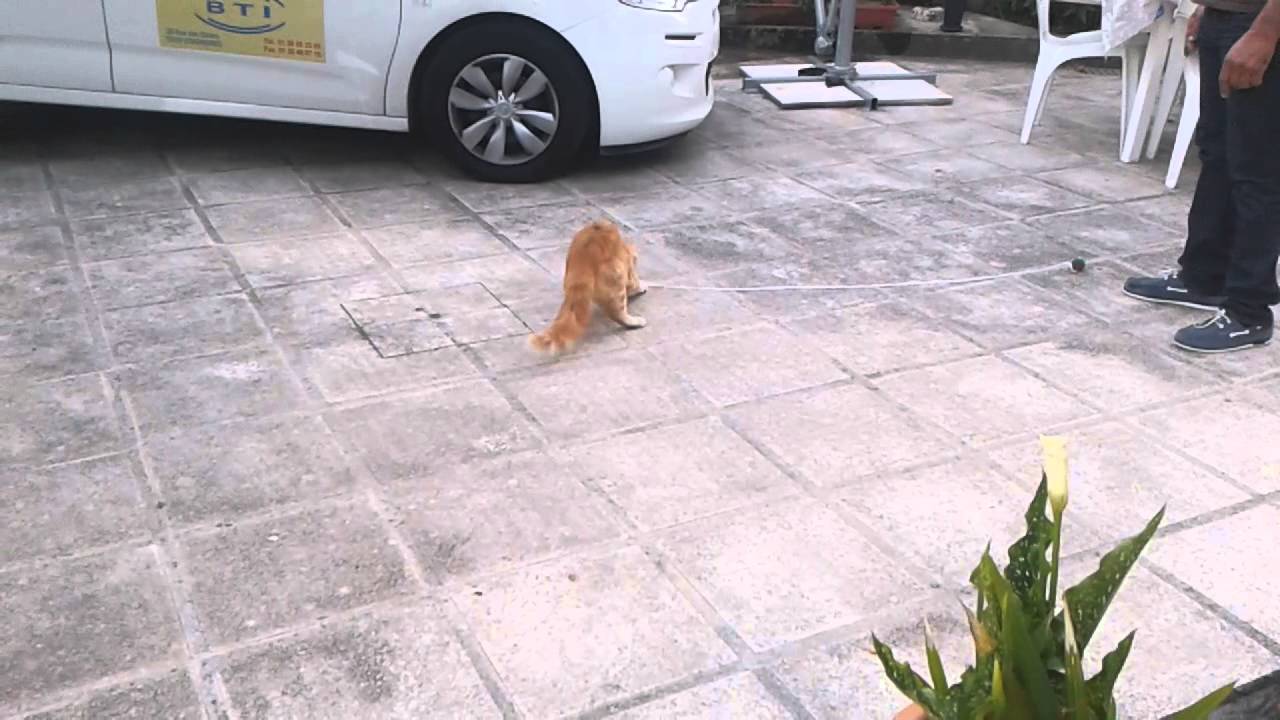 Gato obediente
