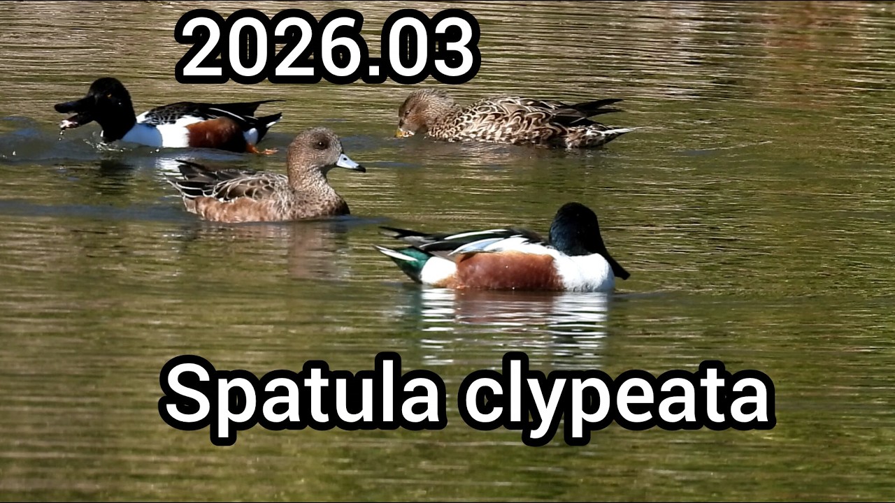 ハシビロガモ (Spatula clypeata) / Northern shoveler / 公園のカモ / 2026年3月