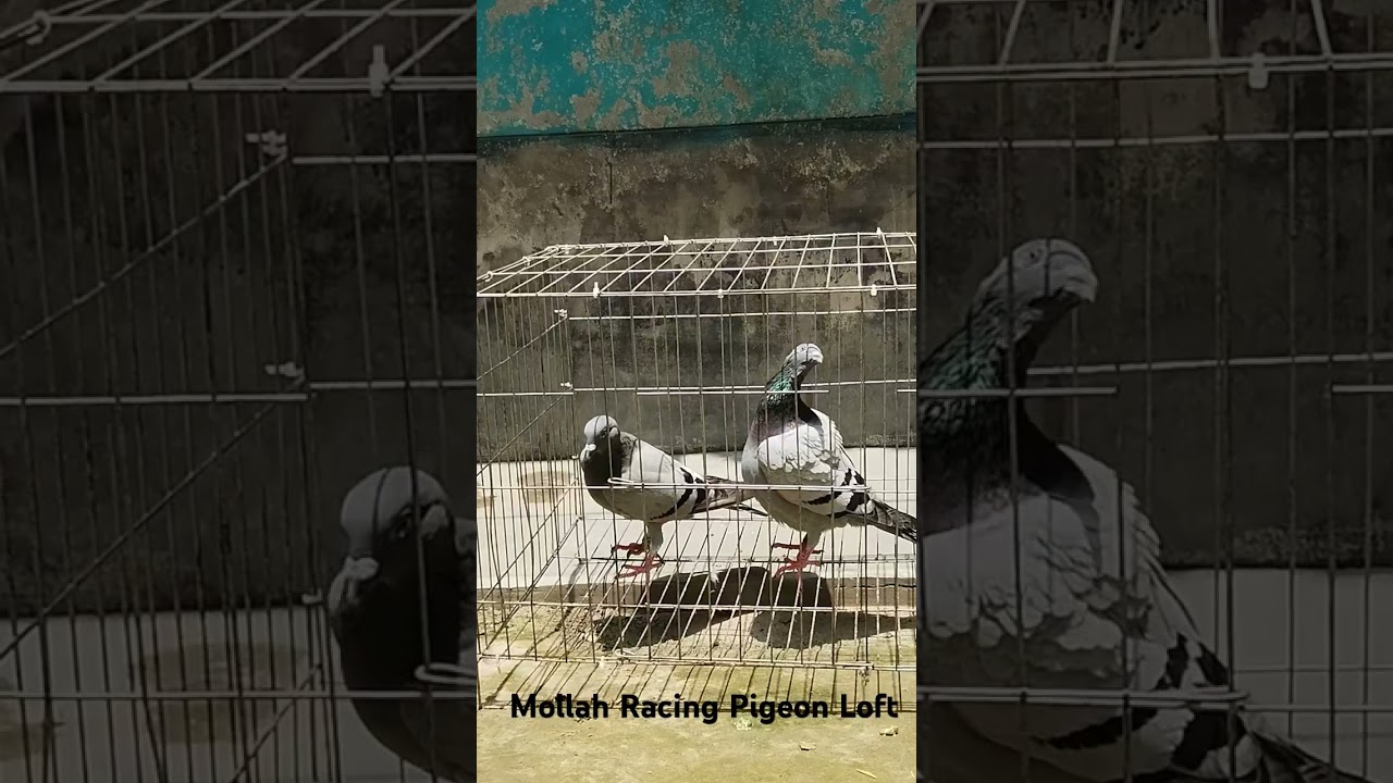 set them in sunlight for some time #pigeon #lifeisbutadream #pigeonhobby #pigeonsupplies #pigeonwing