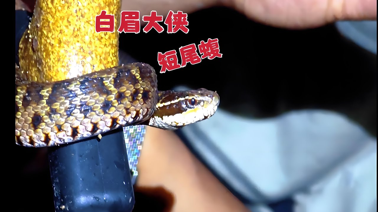 户外遇蛇必看！白眉大侠短尾蝮的致命解密！户外蛇类科普