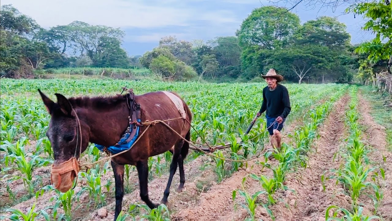 Así trabaja la tierra con su mula y arado Don Isaias Castro En Oaxaca / Mexico