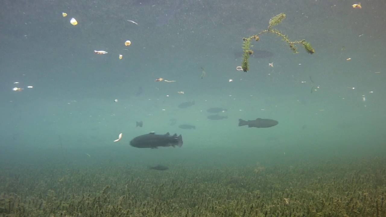 Trota Lago sott'acqua!!!