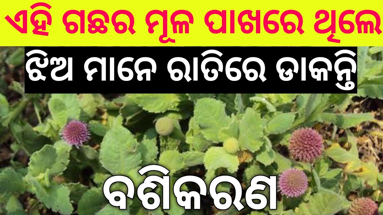 vashikaran | mohini mantra | mohini | tec bigyan | vashikaran mantra | mohini osho | odia vashikaran