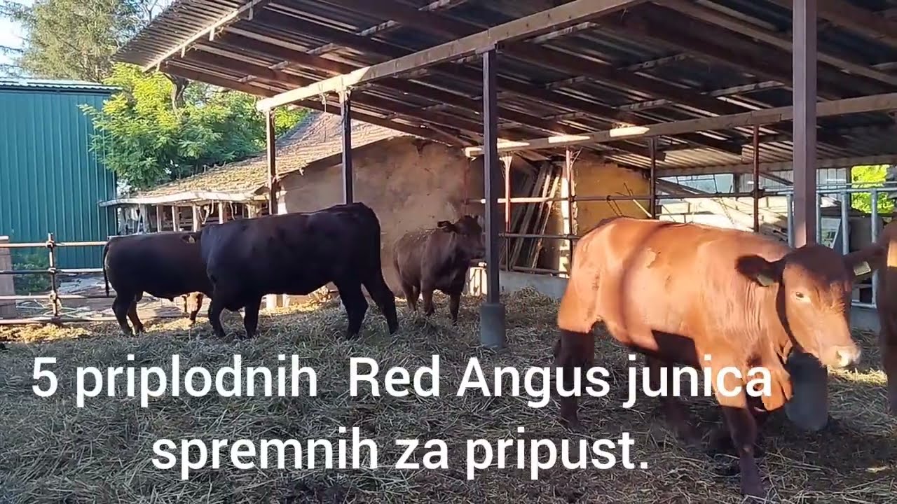 Angusi