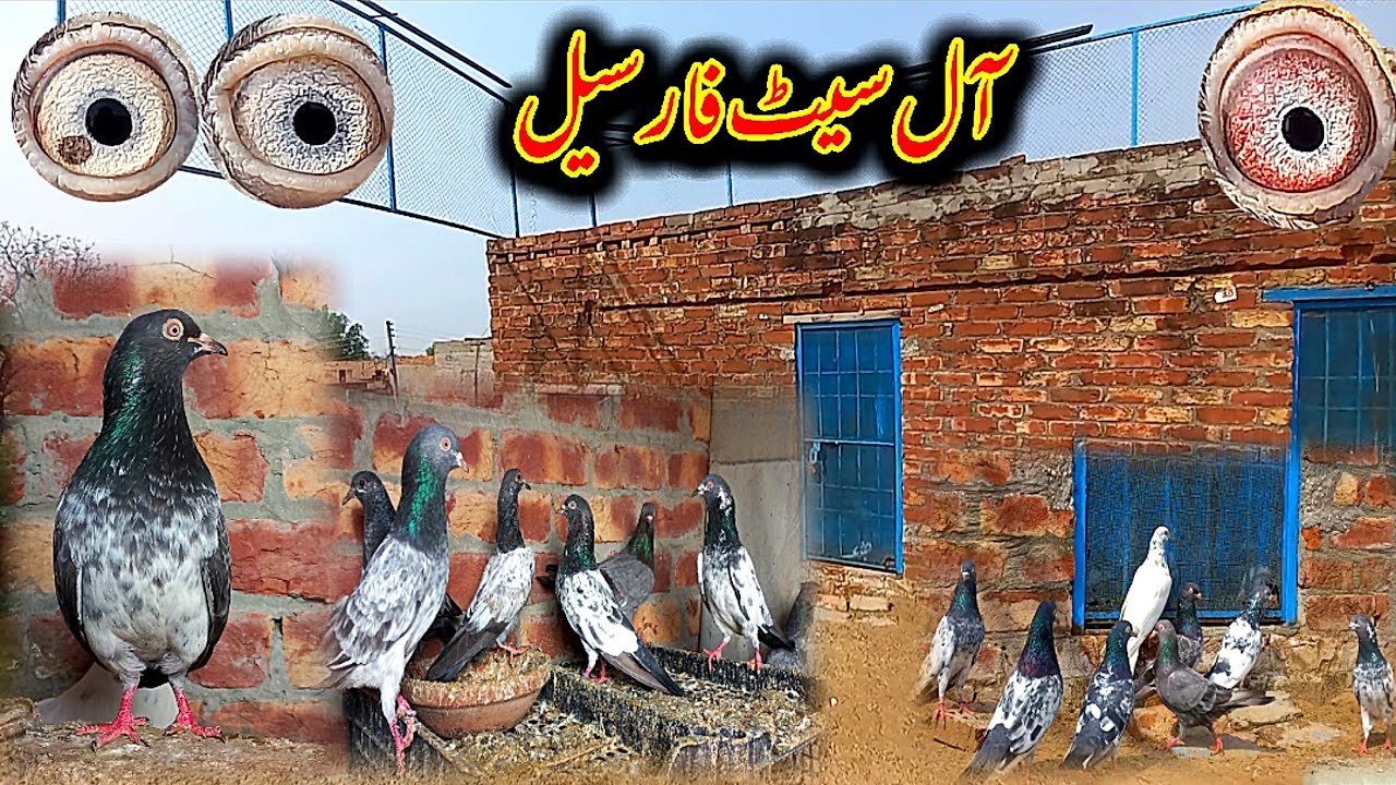 💯 گارنٹی والے بریڈر جوڑے آ گئے آپ کے شوق کیلئے 