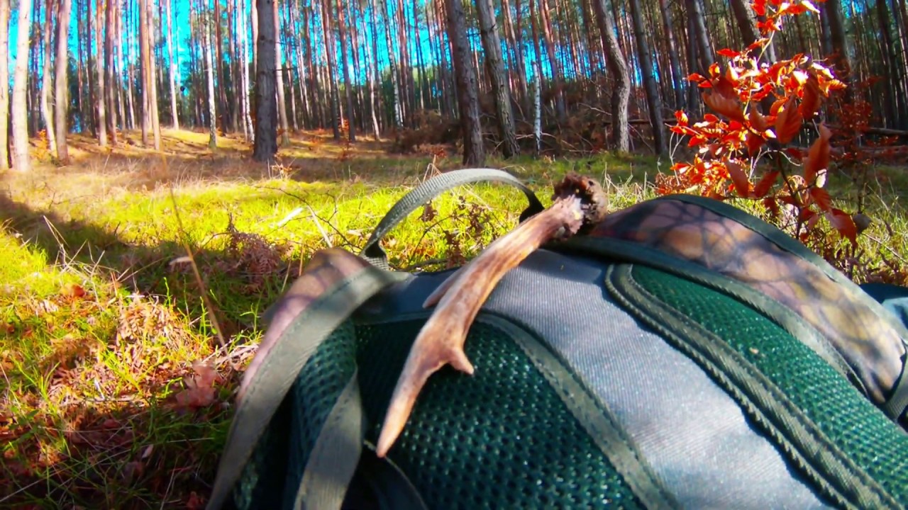 Leżący jeleń i 3 parostki ! Jak szukać zrzutów ? | Sezon Zrzuty | Z Gopro Przez Las #8
