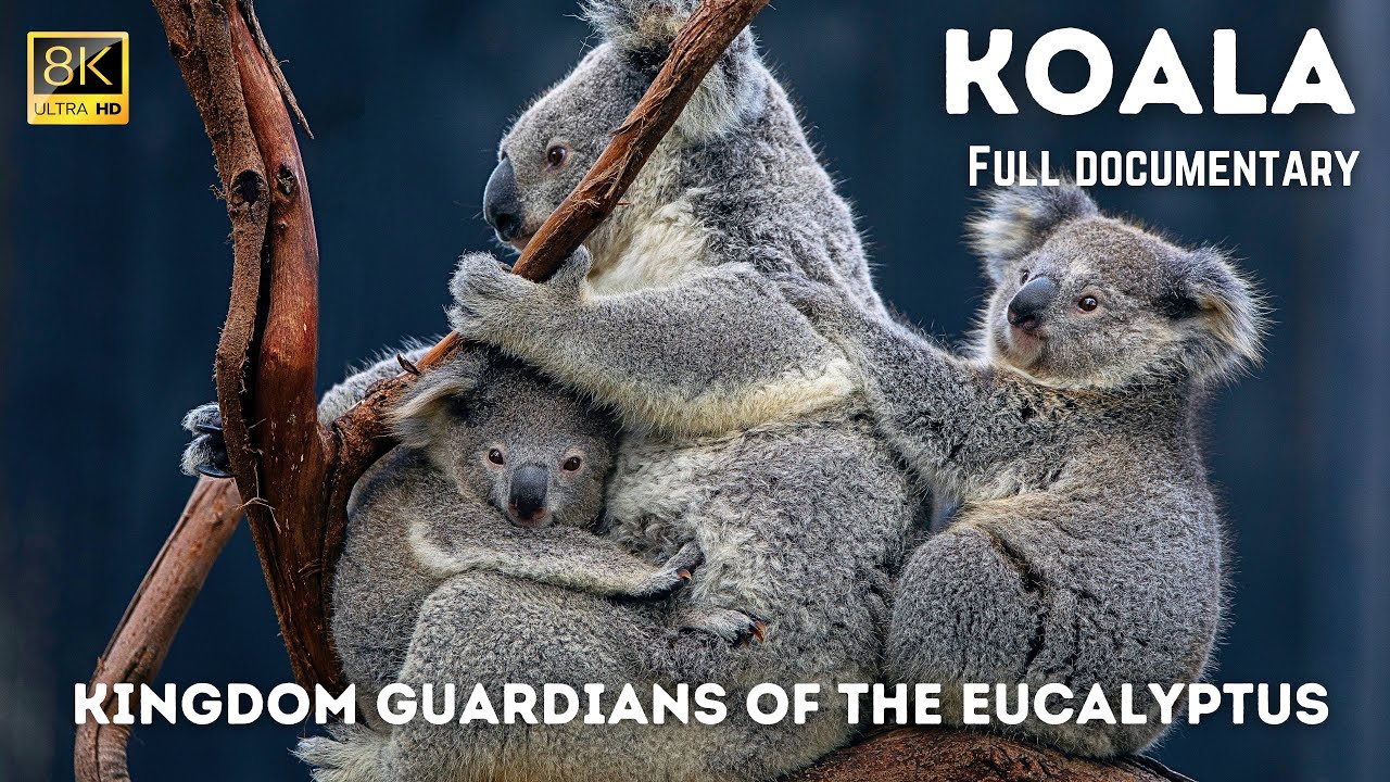 Koala Kingdom Guardians of the Eucalyptus in 8K Ultra HD #koala #koalalove #documantary