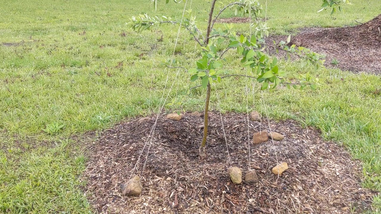 Training young apple trees