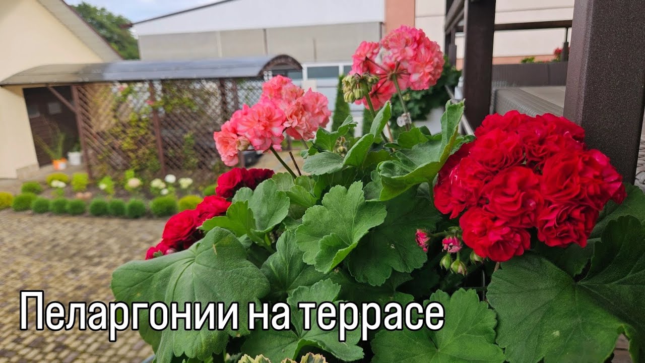 Пеларгонии на террасе. ТА Амазонка, ИВ Столбовая дворянка, Миол Шерше ля фам, ИВ Галина Уланова и др