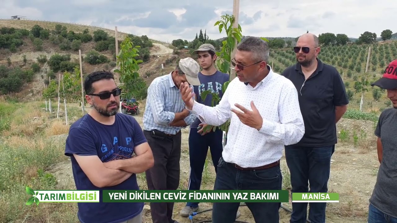 Yeni Dikilen Ceviz Fidanının Yaz Bakımı
