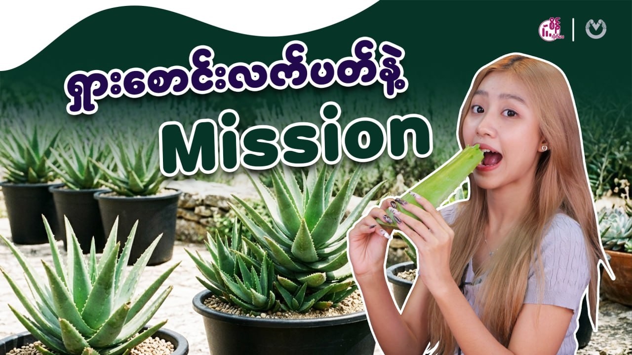 အရသာမခံဘဲ ရှားစောင်းလက်ပတ် ကုန်အောင်စားရသောအခါ . . .