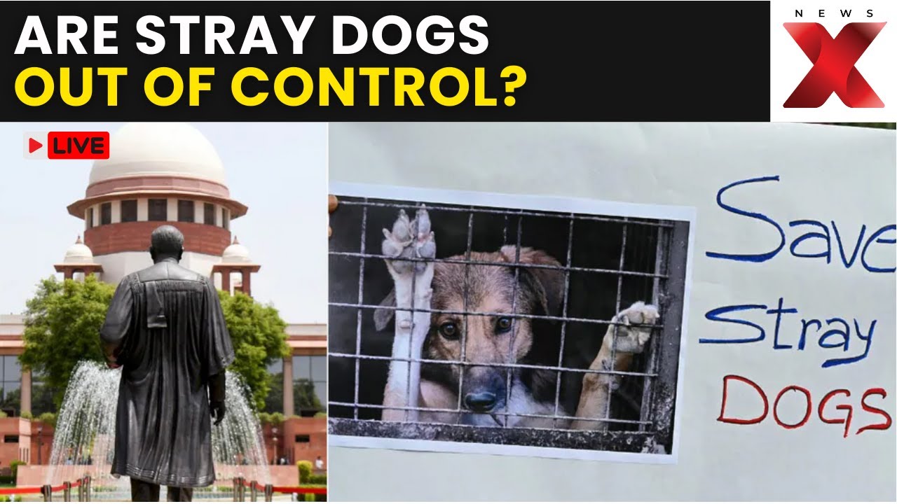 Stray Dogs Verdict LIVE | Stray Dogs Turning Into Road Killers? Supreme Court Sounds Alarm