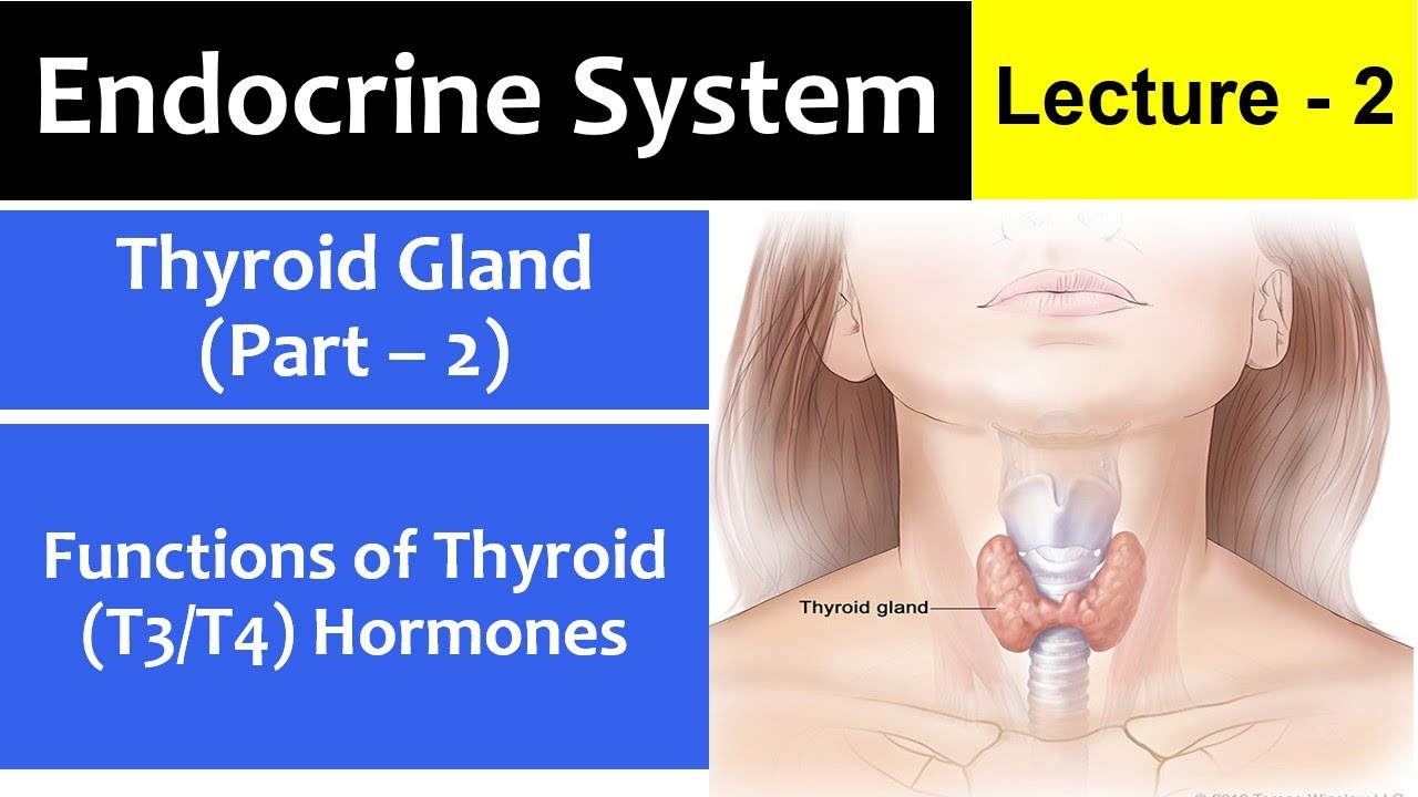 Functions of Thyroid Gland or Thyroid Hormones (T3/T4 Hormones) | Urdu/Hindi Lecture