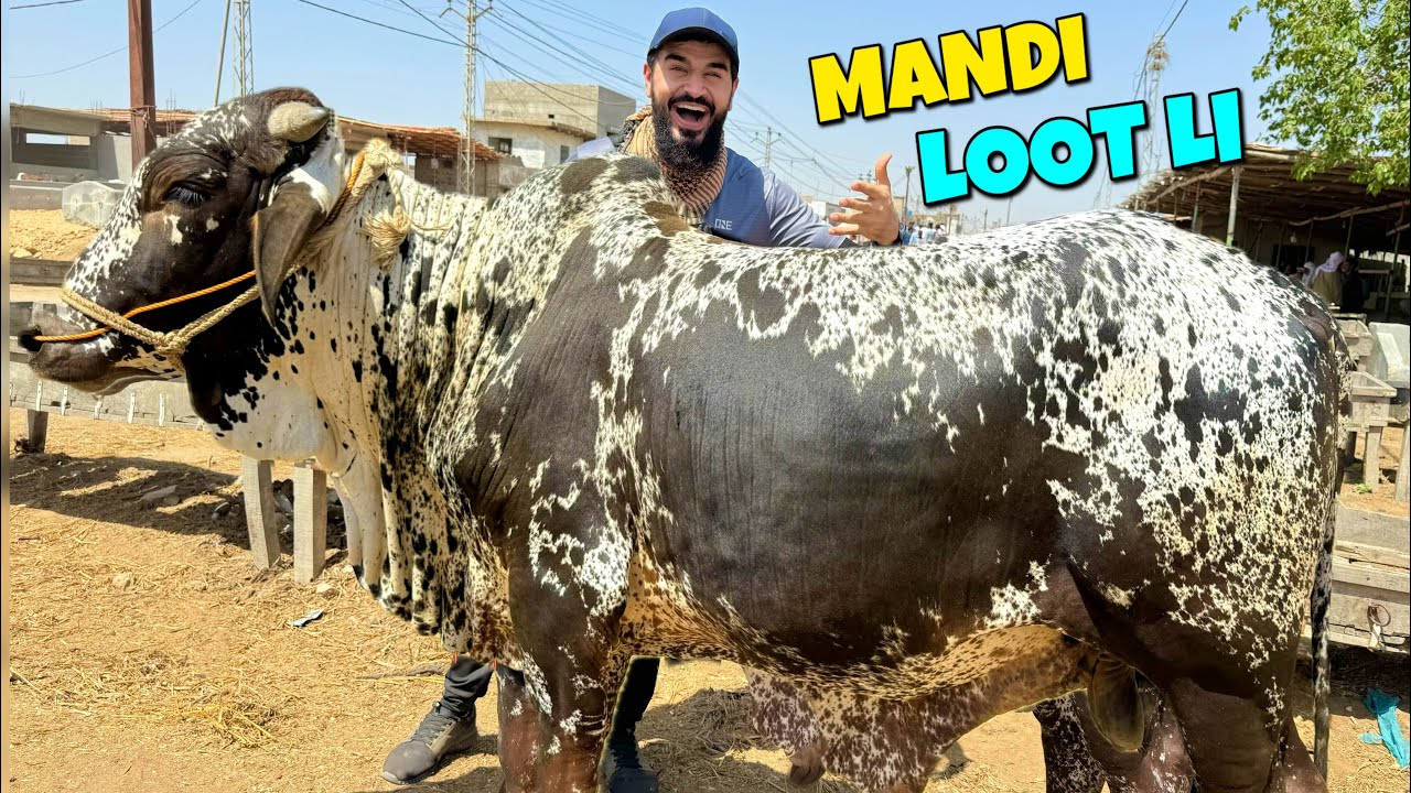 Naseeb ka soda hogaya 🐂 Mandi loot li 😍
