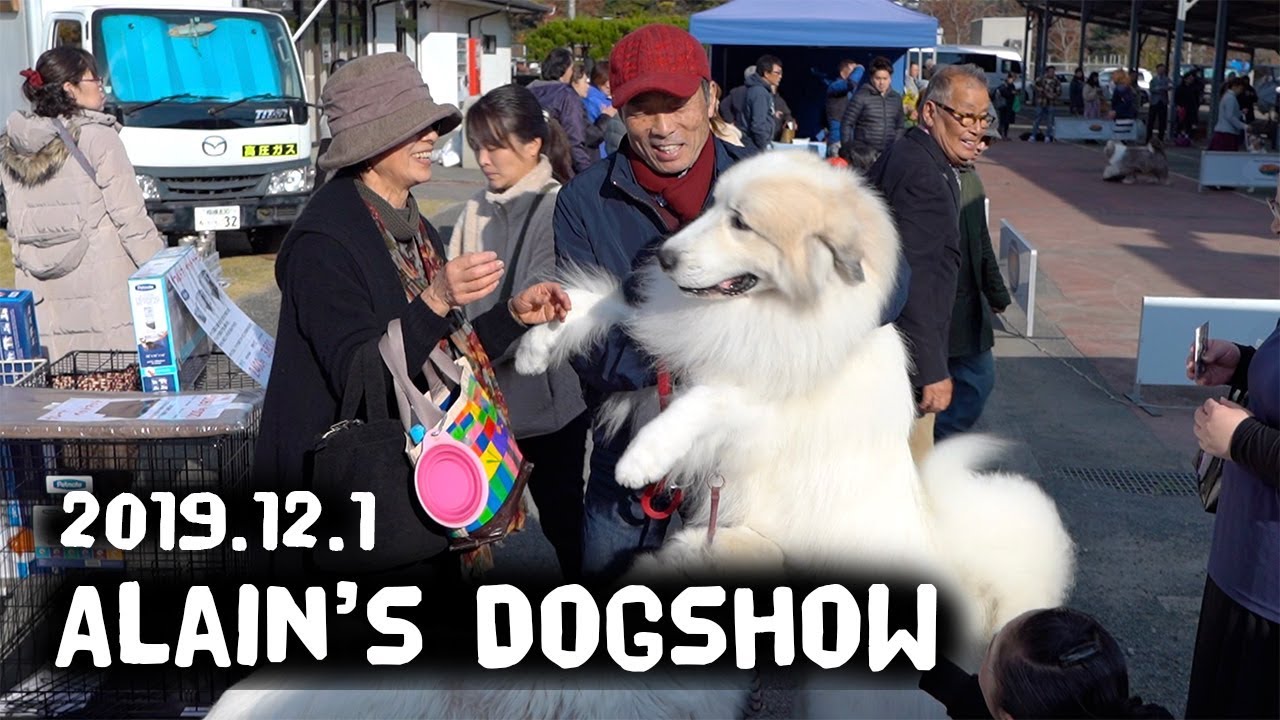 アランのドッグショー　神奈川南クラブ連合会展　Great Pyrenees　グレートピレニーズ