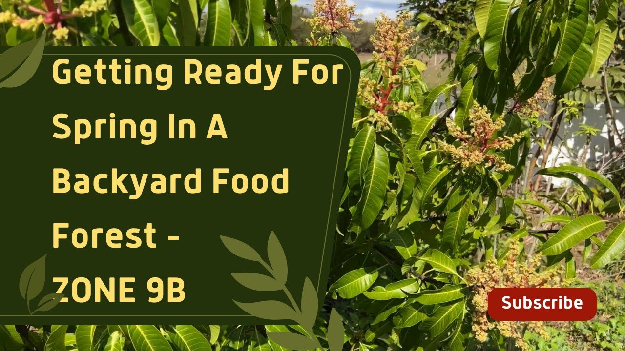 Getting Ready For Spring In A Backyard Food Forest -ZONE 9B