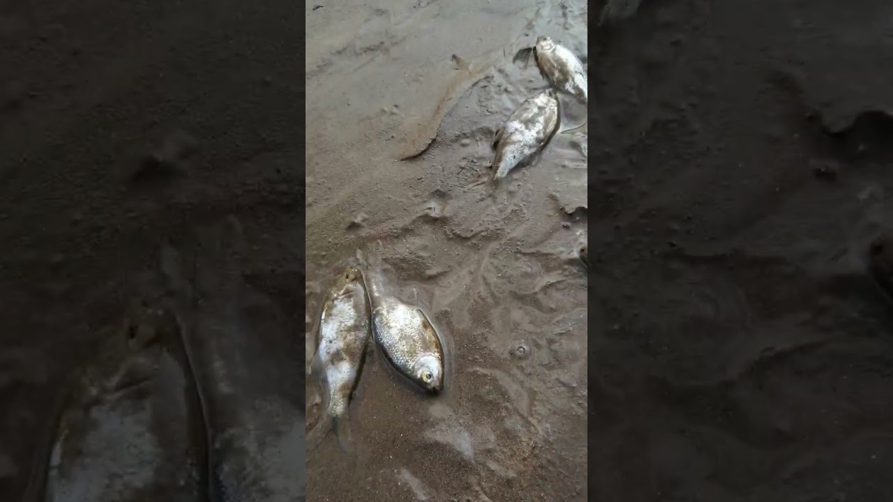 La mejor carnada para la pesca en r&iacute;os 🎣