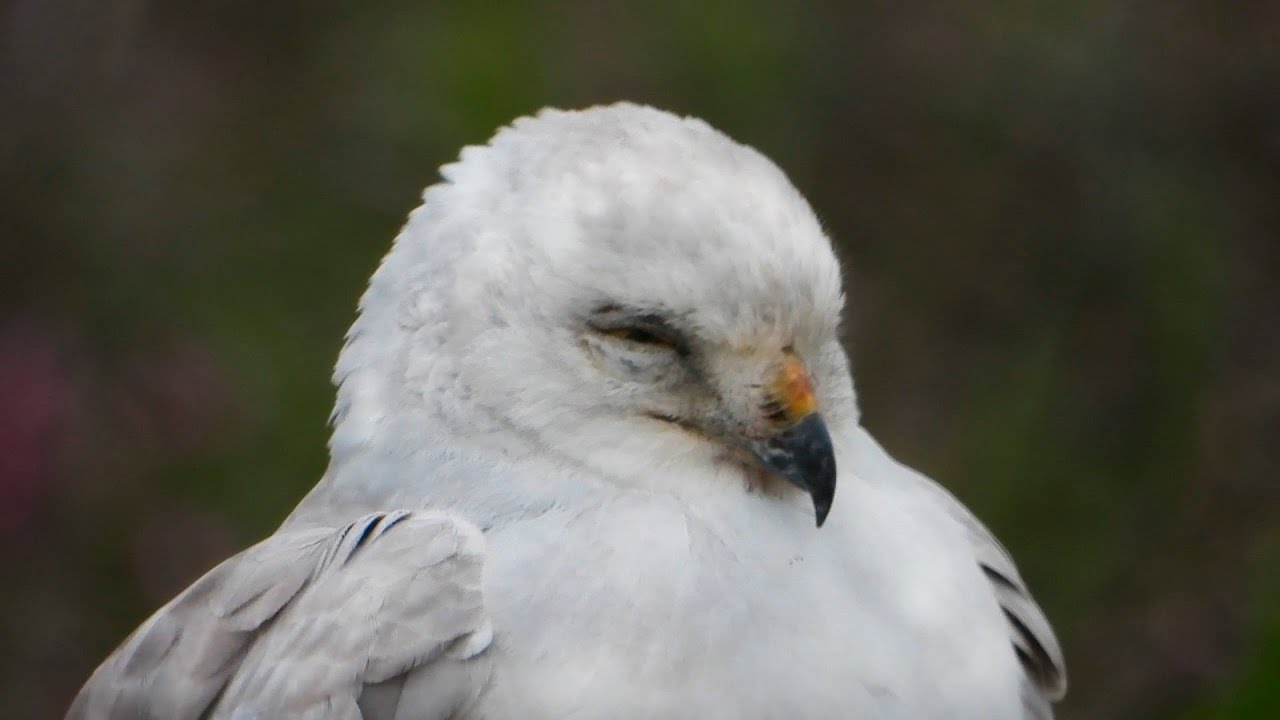 Где и как спит Степной Лунь / How Pallid harrier sleeps