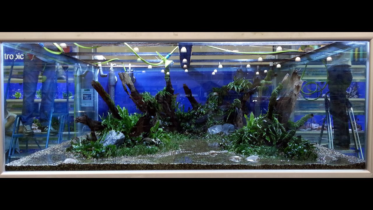 HUGE PLANTED TANK - 10000L [HD]