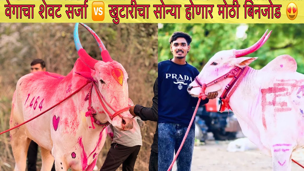 वेगाचा शेवट सर्जा 🆚 खुटारीचा सोन्या होणार मोठी बिनजोड 😍