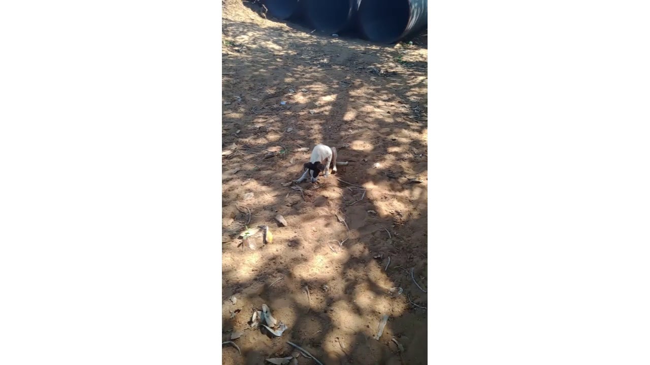 dog eating curd rice 🤣😂🤣😂