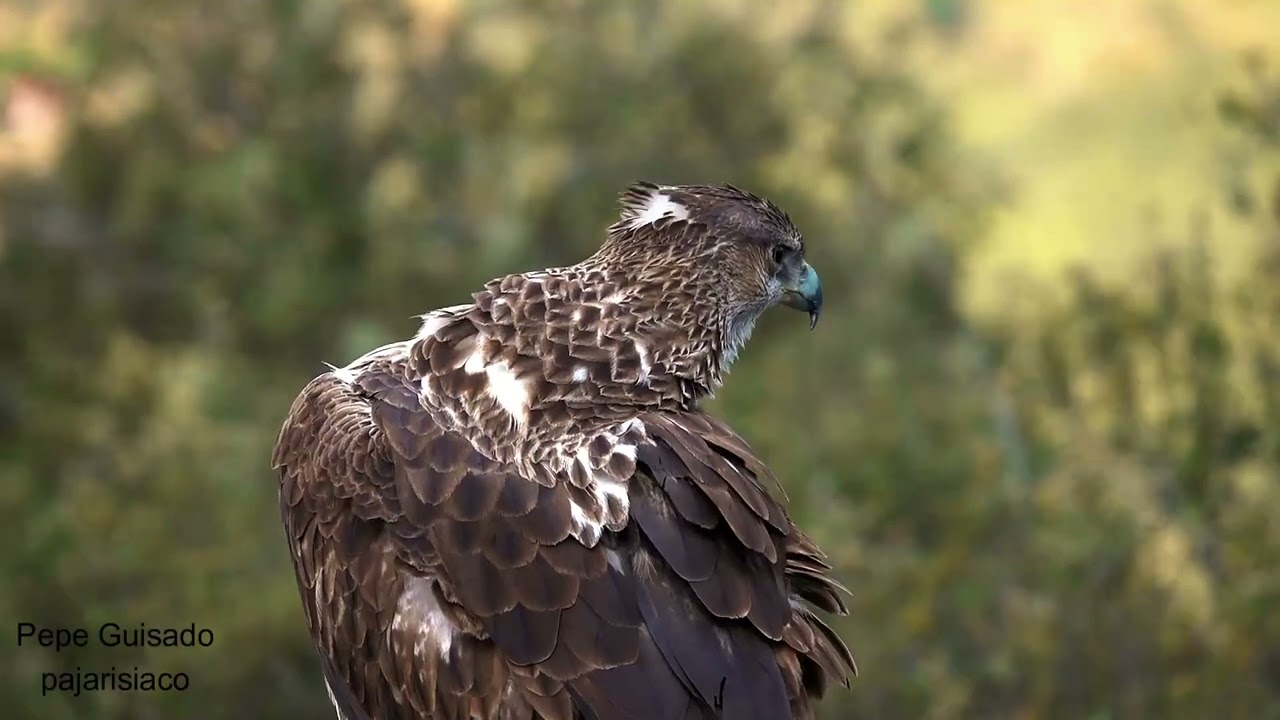El Águila Perdicera se atusa el plumaje mientras las Grullas se concentran